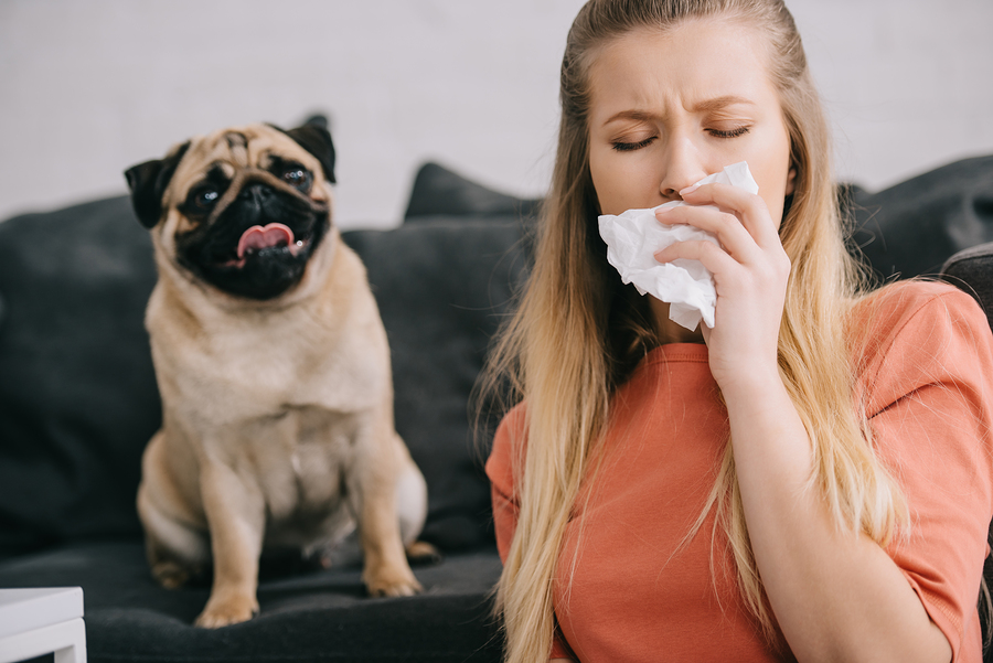 Dog making lady sneeze because of allergies